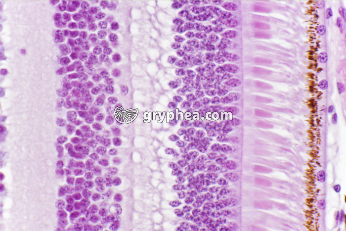 Rétine - vue détaillée montrant les photorécepteurs de la rétine (cônes et bâtonnets) x200 - gryphea.org